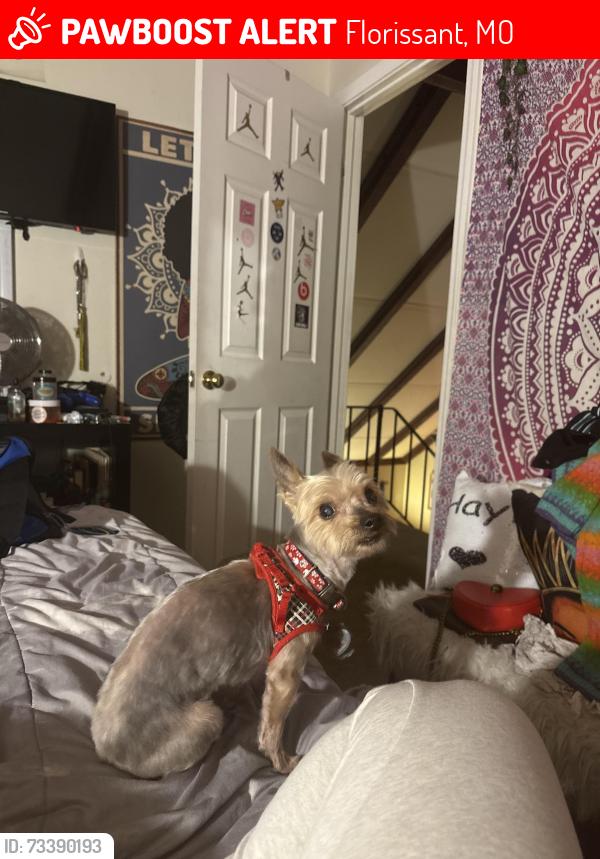 Lost Male Dog last seen Near Dawnview Ct, Florissant MO, 63031, Florissant, MO 63031