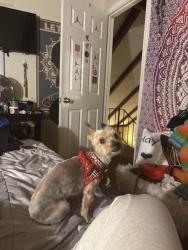 Lost Male Dog last seen Near Dawnview Ct, Florissant MO, 63031, Florissant, MO 63031