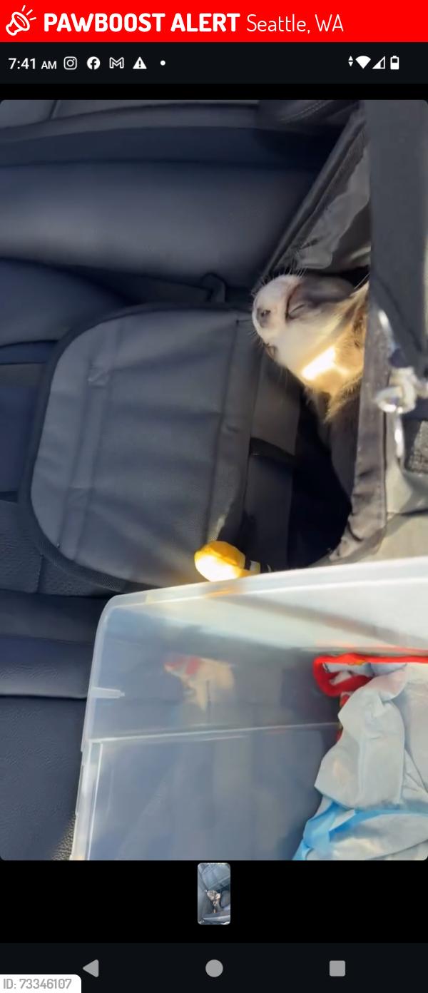 Lost Male Dog last seen 145th & meridian, Seattle, WA 98103