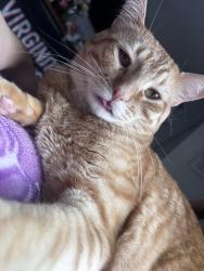 Lost Male Cat last seen Near E Prairie Field Ln, Sahuarita, AZ 85629