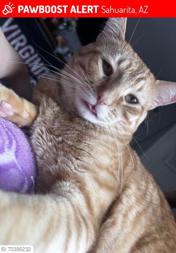 Lost Male Cat last seen Near E Prairie Field Ln, Sahuarita, AZ 85629