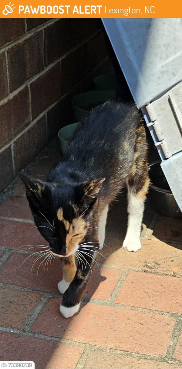 Found/Stray Female Cat last seen Arbor dr, Lexington, NC 27292