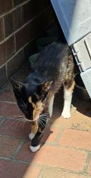 Found/Stray Female Cat last seen Arbor dr, Lexington, NC 27292
