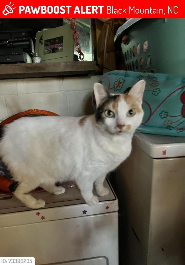Lost Female Cat last seen Hopi & Co, Black Mountain, NC 28711