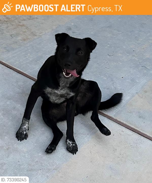 Found/Stray Female Dog last seen Meadowview Dr and Creekway Dr., Cypress, TX 77429