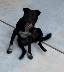 Found/Stray Female Dog last seen Meadowview Dr and Creekway Dr., Cypress, TX 77429