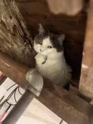Lost Male Cat last seen Ford St/MiddleBelt Rd, Garden City, MI 48135