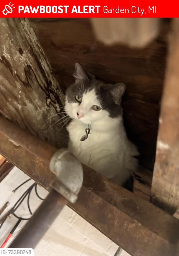 Lost Male Cat last seen Ford St/MiddleBelt Rd, Garden City, MI 48135