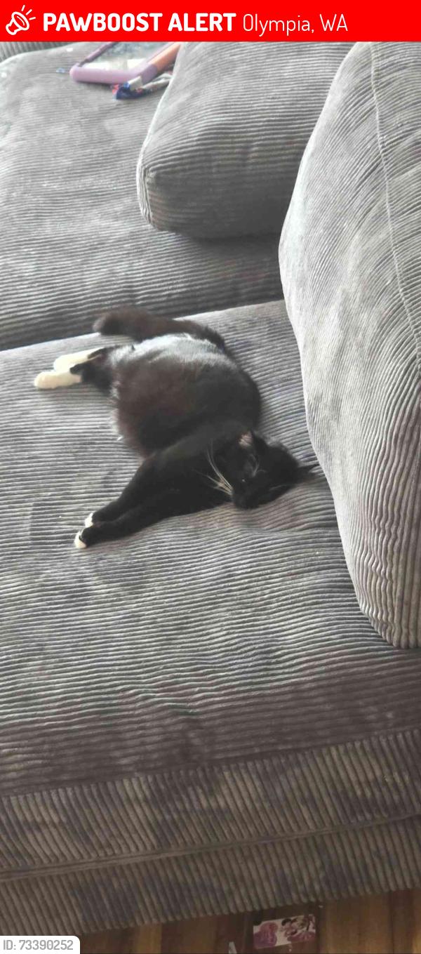 Lost Female Cat last seen Marvin Rd, Olympia, WA 98503