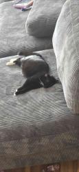 Lost Female Cat last seen Marvin Rd, Olympia, WA 98503
