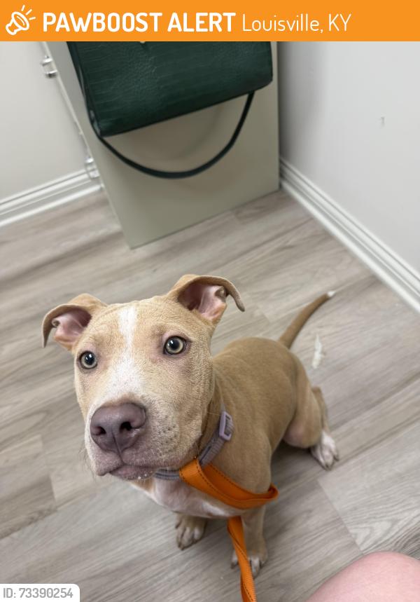 Found/Stray Female Dog last seen earl ave, Louisville, KY 40215