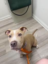Found/Stray Female Dog last seen earl ave, Louisville, KY 40215