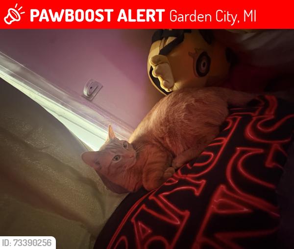 Lost Male Cat last seen Ford st MiddleBelt rd, Garden City, MI 48135