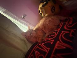 Lost Male Cat last seen Ford st MiddleBelt rd, Garden City, MI 48135