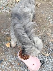 Reunited Male Dog last seen Self dr ne Dalton ga, Dalton, GA 30721