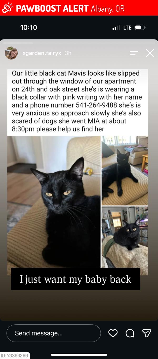 Lost Female Cat last seen oak st albany oregon, Albany, OR 97321
