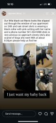 Lost Female Cat last seen oak st albany oregon, Albany, OR 97321