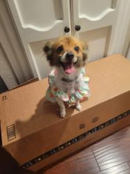 Lost Female Dog last seen Del Amo blvd heading towards Orange Ave, Long Beach, CA 90807