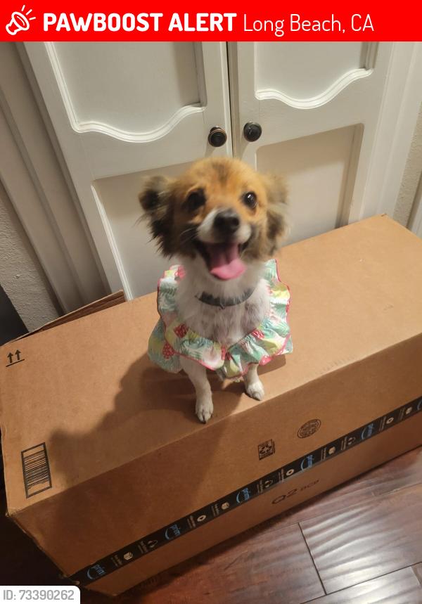 Lost Female Dog last seen Del Amo blvd heading towards Orange Ave, Long Beach, CA 90807