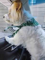 Lost Male Dog last seen Near newsome rd Pineville,la, Pineville, LA 71360