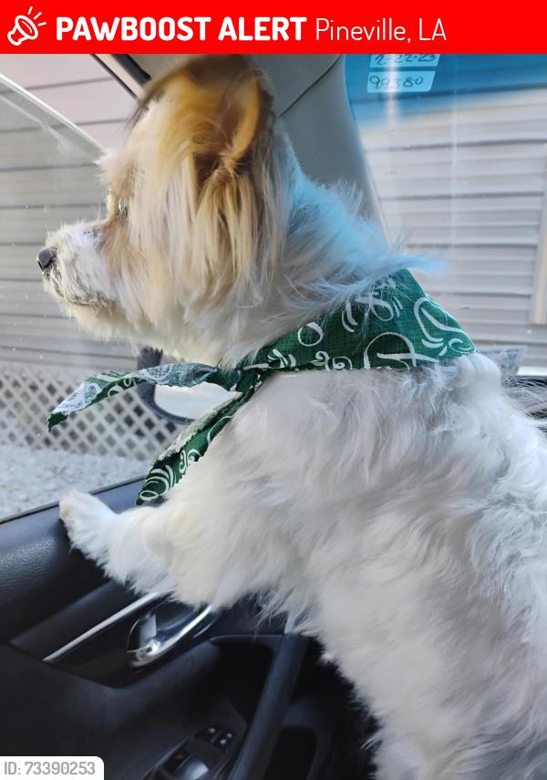 Lost Male Dog last seen Near newsome rd Pineville,la, Pineville, LA 71360