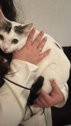 Lost Female Cat last seen Stockland Street, Cardiff, Wales 