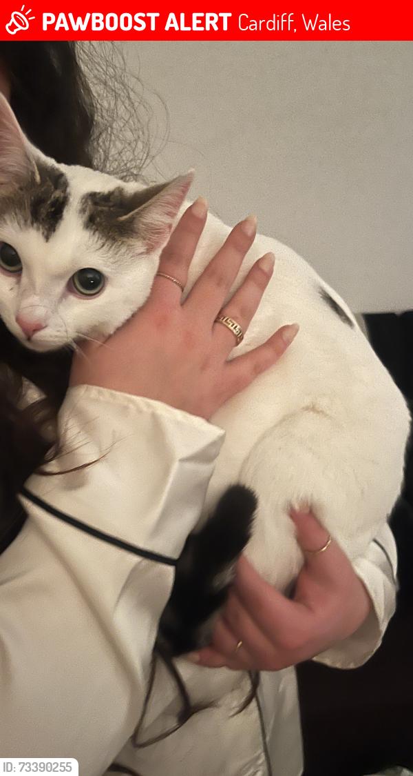 Lost Female Cat last seen Stockland Street, Cardiff, Wales 