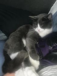 Lost Male Cat last seen C and 4th Streets, Biggs, CA 95917
