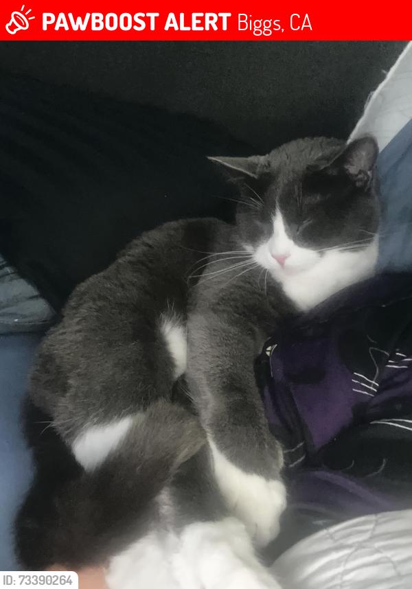 Lost Male Cat last seen C and 4th Streets, Biggs, CA 95917