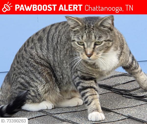 Lost Male Cat last seen Strawberry, Chattanooga, TN 37343
