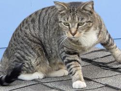 Lost Male Cat last seen Strawberry, Chattanooga, TN 37343