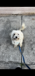 Found/Stray Male Dog last seen behind honda near costco area, Stockton, CA 95210