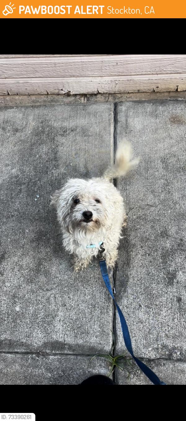 Found/Stray Male Dog last seen behind honda near costco area, Stockton, CA 95210