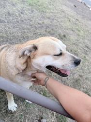 Lost Female Dog last seen Hutchins and s Zarzamora area, San Antonio, TX 78224
