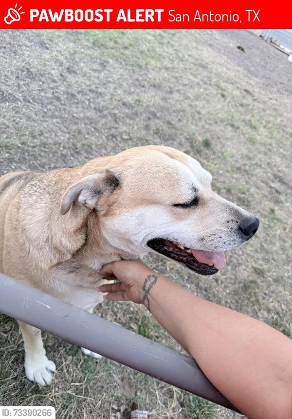 Lost Female Dog last seen Hutchins and s Zarzamora area, San Antonio, TX 78224