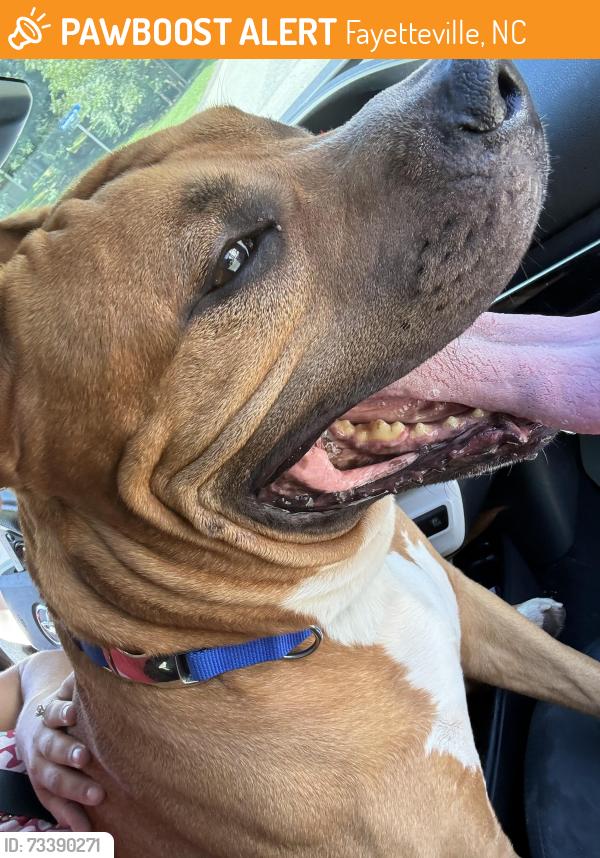 Found/Stray Male Dog last seen South Riley road, Fayetteville, NC 28314
