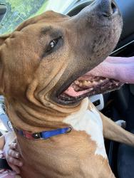 Found/Stray Male Dog last seen South Riley road, Fayetteville, NC 28314