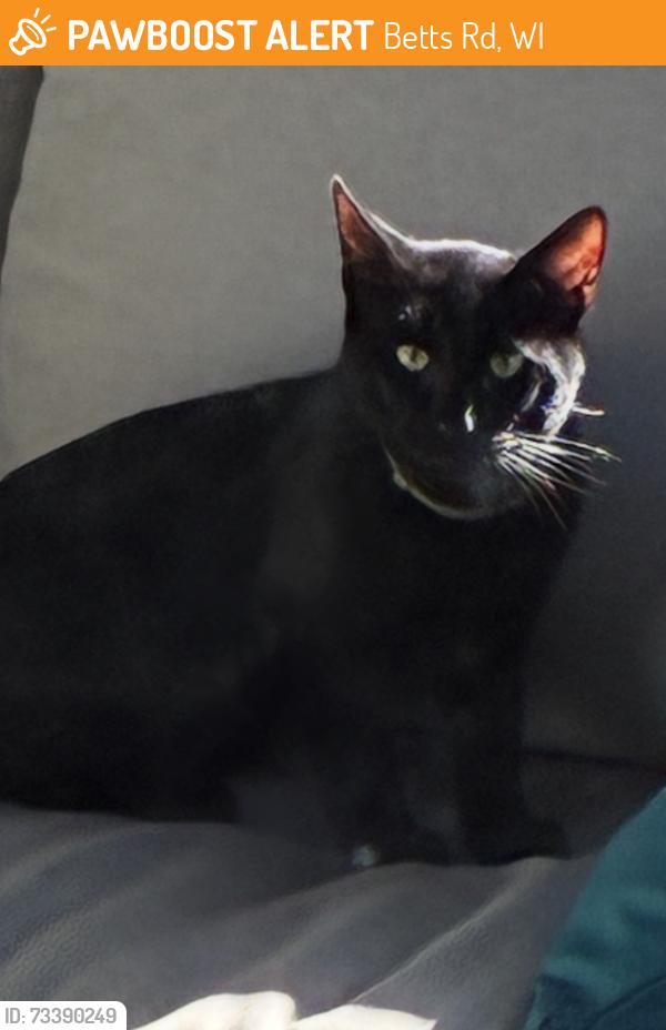 Found/Stray Male Cat last seen Surrounded by a cornfield, Betts Rd, WI 53119