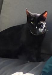 Found/Stray Male Cat last seen Surrounded by a cornfield, Betts Rd, WI 53119