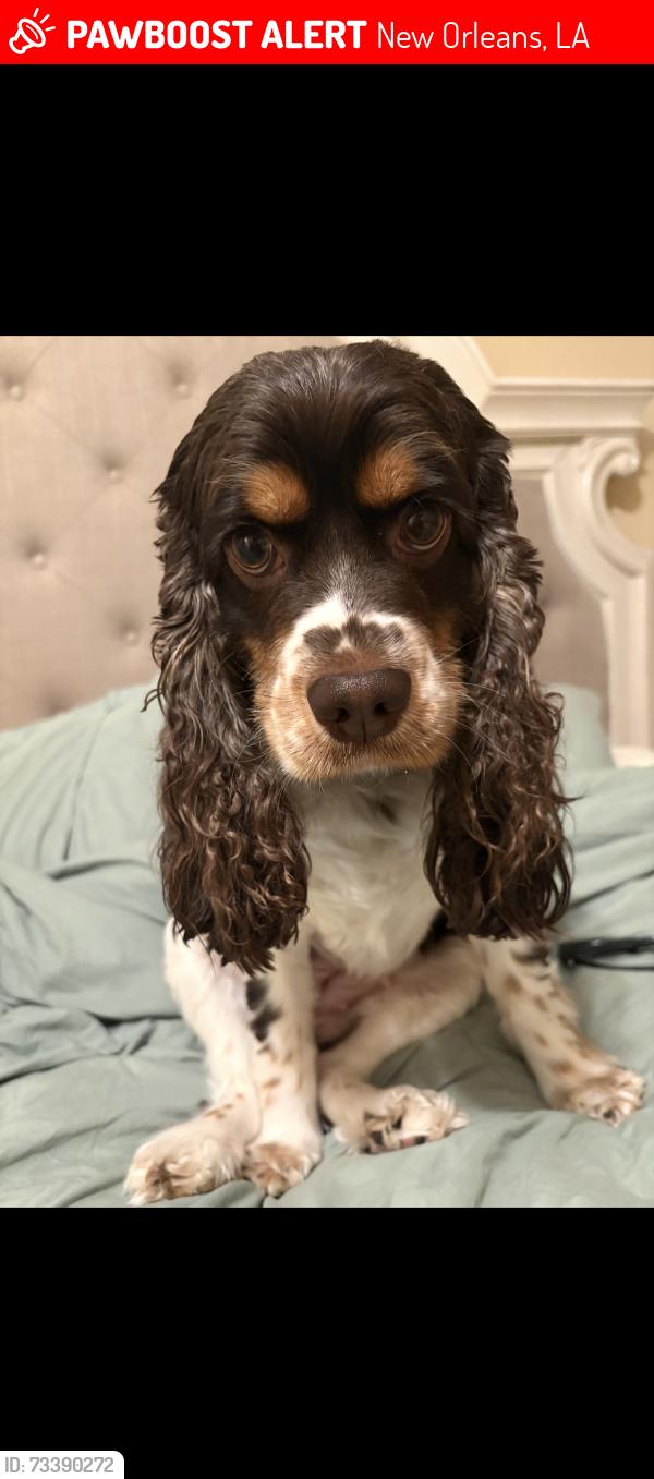 Lost Female Dog last seen Curran, New Orleans, LA 70126