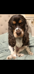 Lost Female Dog last seen Curran, New Orleans, LA 70126