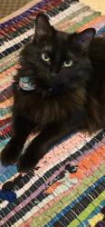 Lost Female Cat last seen Stryker ave, baker st w, Winslow ave and Elizabeth St w, Saint Paul, MN 55107