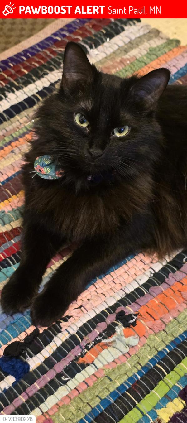Lost Female Cat last seen Stryker ave, baker st w, Winslow ave and Elizabeth St w, Saint Paul, MN 55107