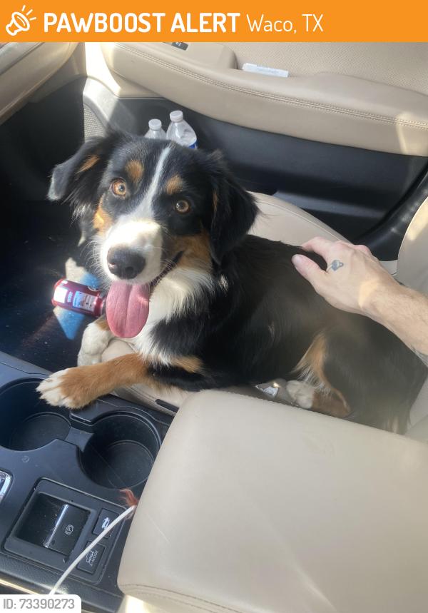 Found/Stray Female Dog last seen Cameron park Dr, Waco, TX 76708