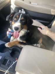 Found/Stray Female Dog last seen Cameron park Dr, Waco, TX 76708