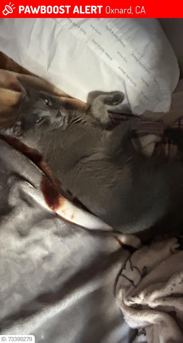 Lost Male Cat last seen Hill street Oxnard California, Oxnard, CA 93035