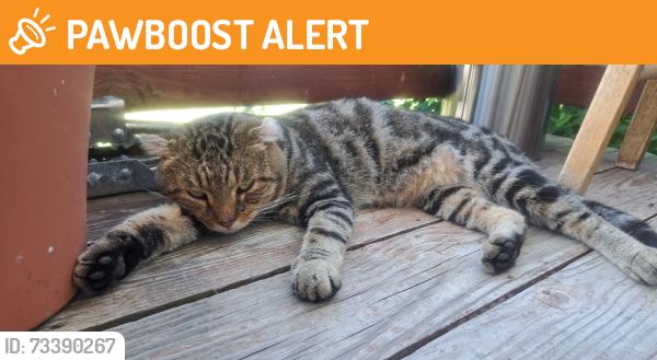 Found/Stray Male Cat last seen W alberta ct, Chesterfield County, VA 23832