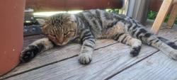 Found/Stray Male Cat last seen W alberta ct, Chesterfield County, VA 23832