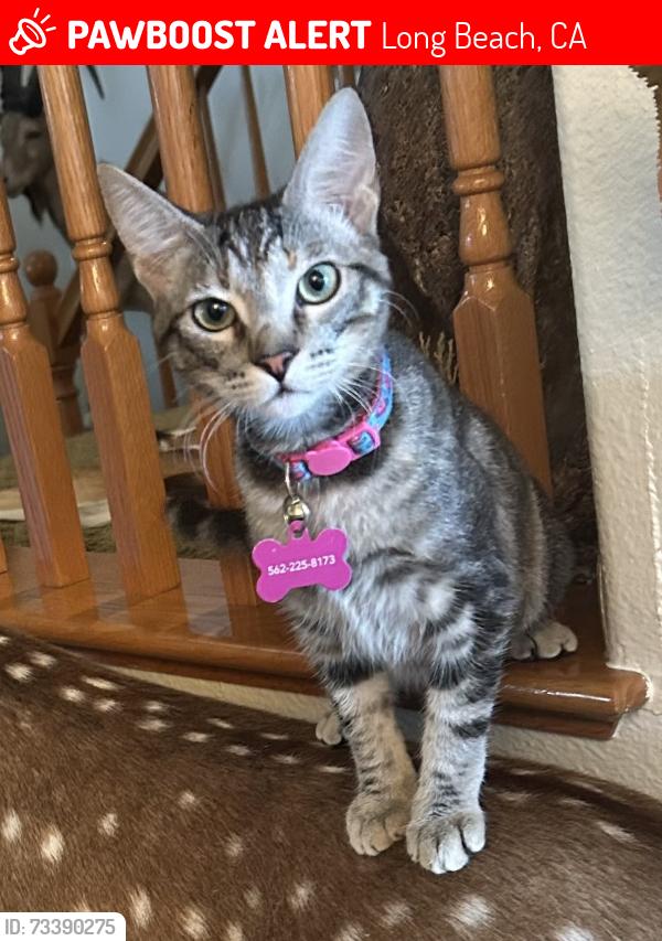 Lost Female Cat last seen Long Beach Blvd. and 46th St., Long Beach, CA, Long Beach, CA 90805
