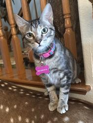 Lost Female Cat last seen Long Beach Blvd. and 46th St., Long Beach, CA, Long Beach, CA 90805